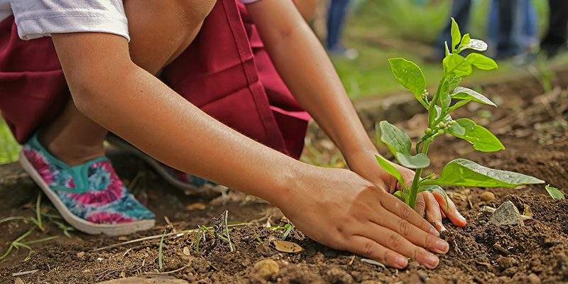Il mercato del giardinaggio in Francia nel 2017