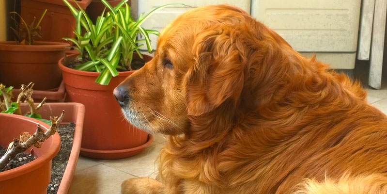Ikea inaugurates its first Pet Shop