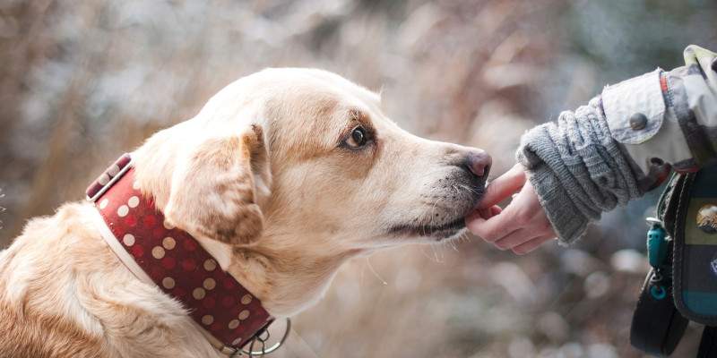 Animali domestici: un mercato da 5 miliardi di euro