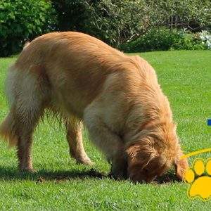 Il tuo cane scava buche in giardino? La rete TR di Tenax &egrave; la soluzione!