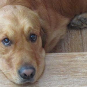 Il mercato italiano del Pet Food vale 4,2 miliardi