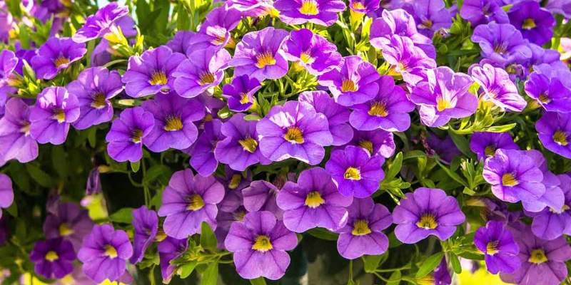 AICG-Petunia-Hybrida-Top-Tunia