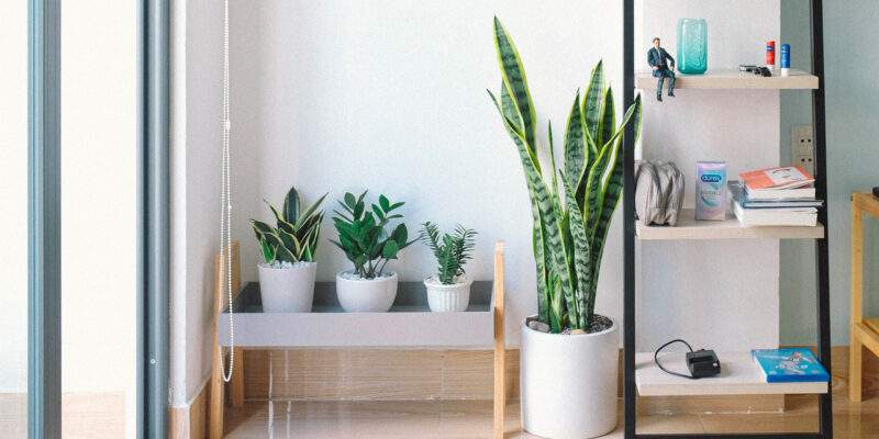 Arredare con le piante: un tocco verde di stile in casa